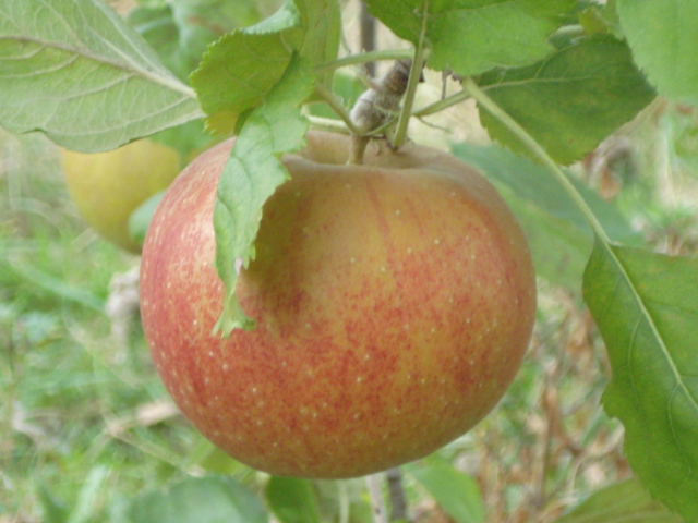 Belle de Boskoop