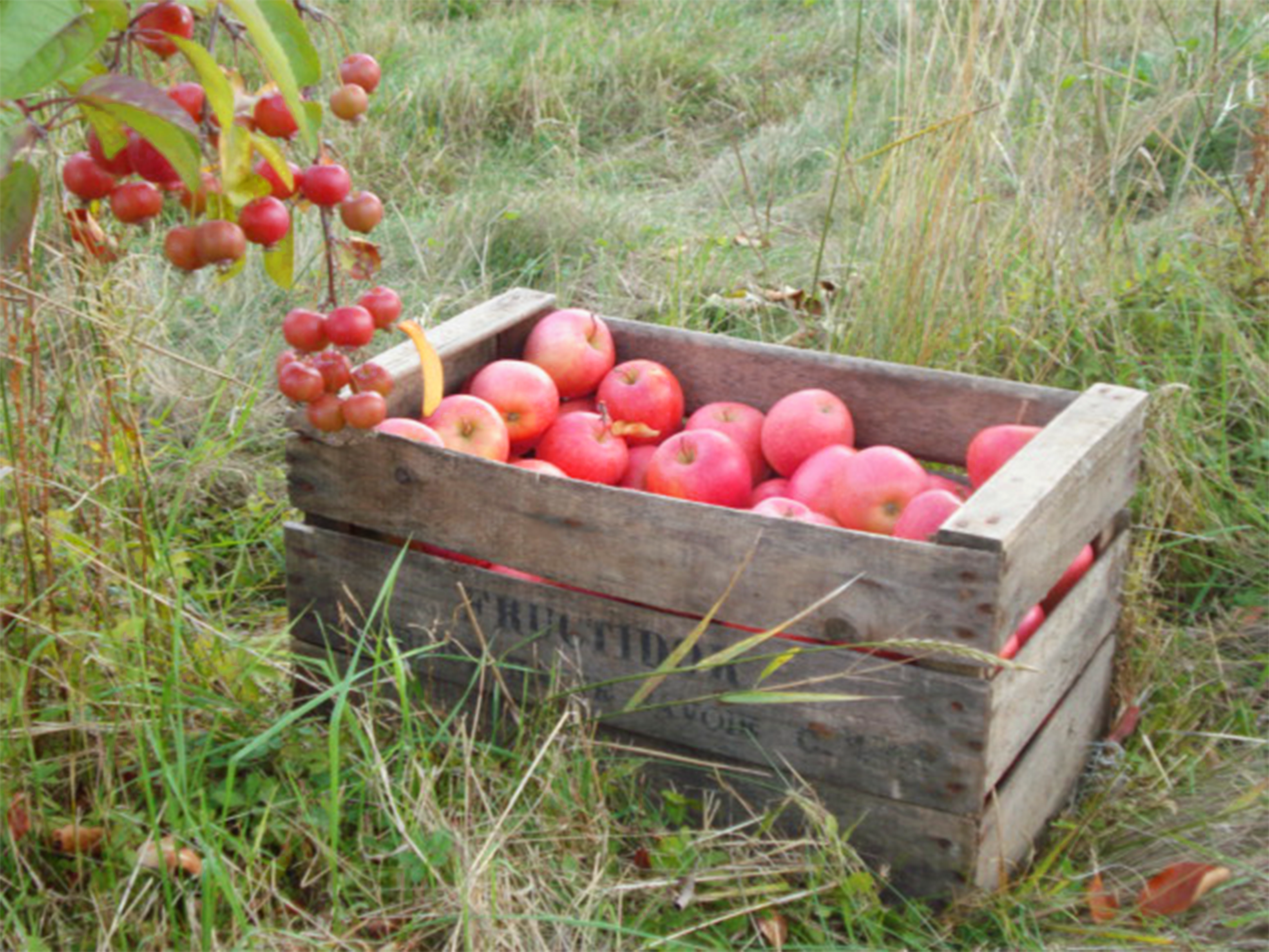 Caisses de pommes et pommier en fleurs