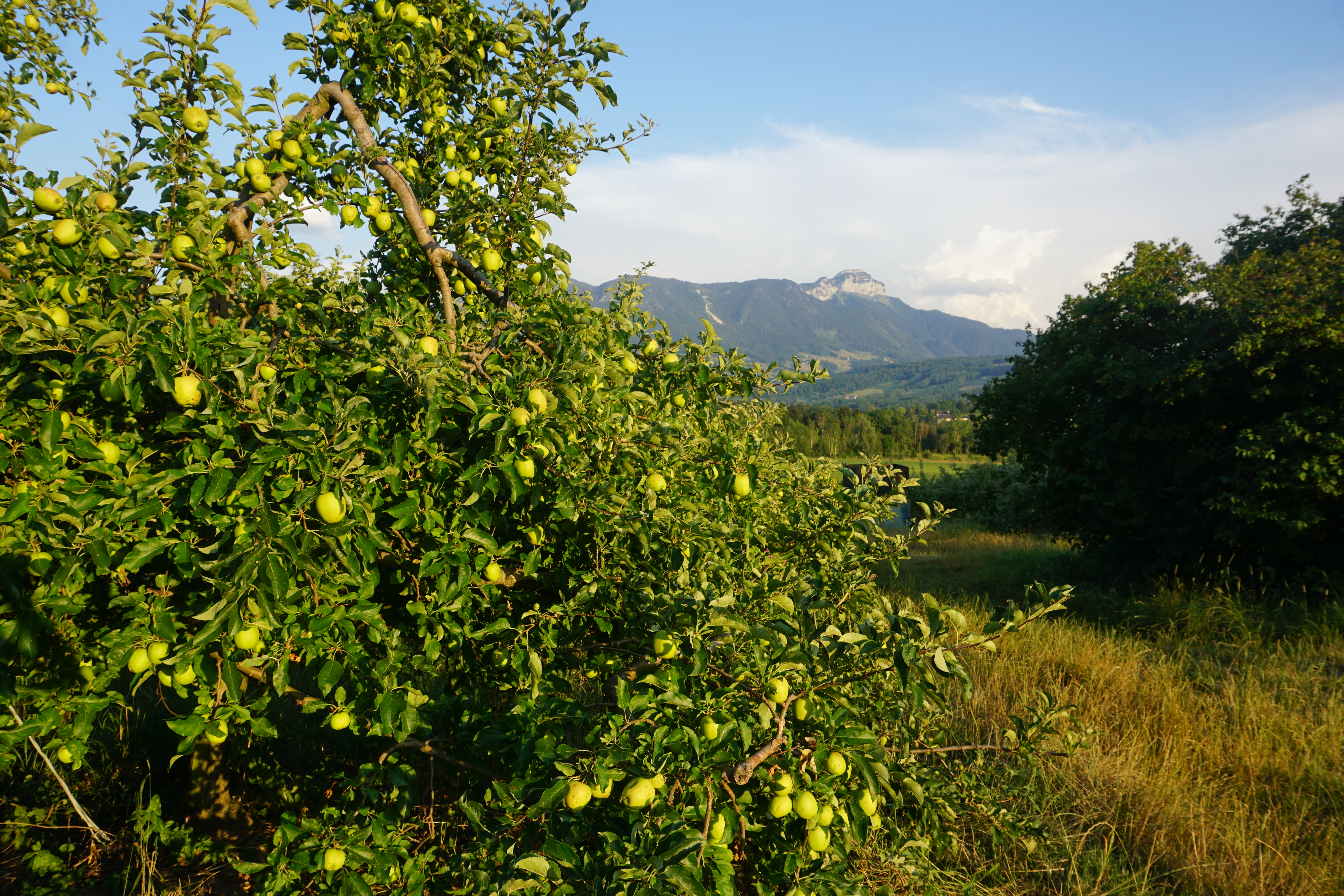 Pommiers dans les vergers